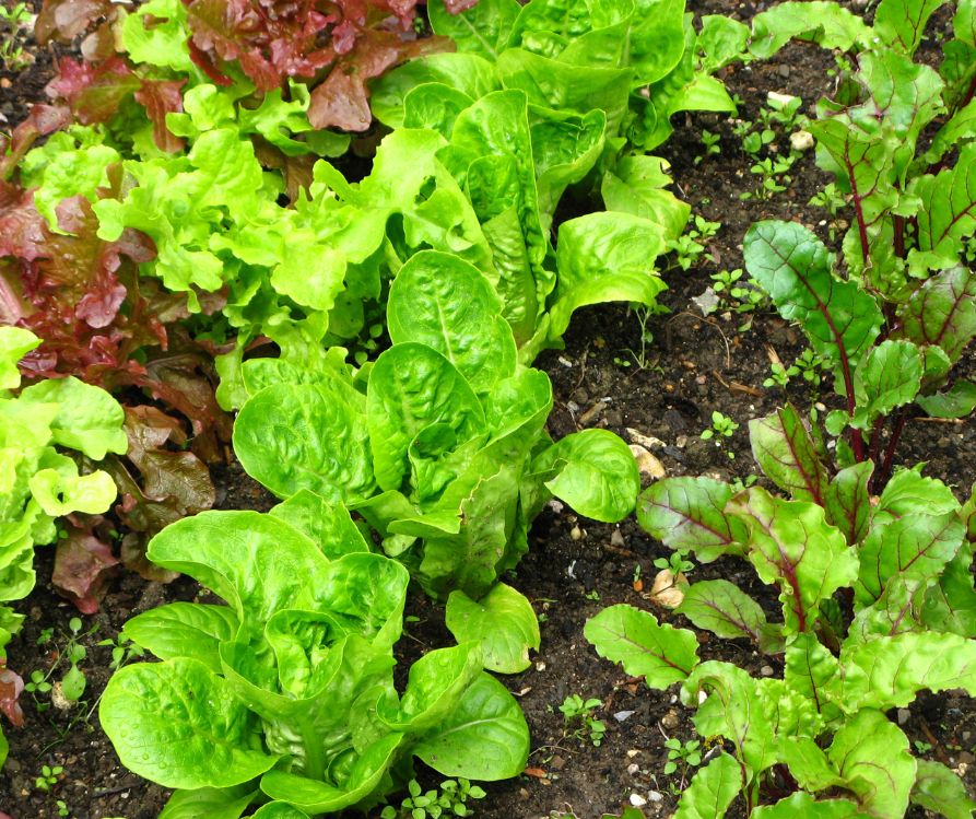 Garden rows of lettuce and other salad greens in a neat garden.