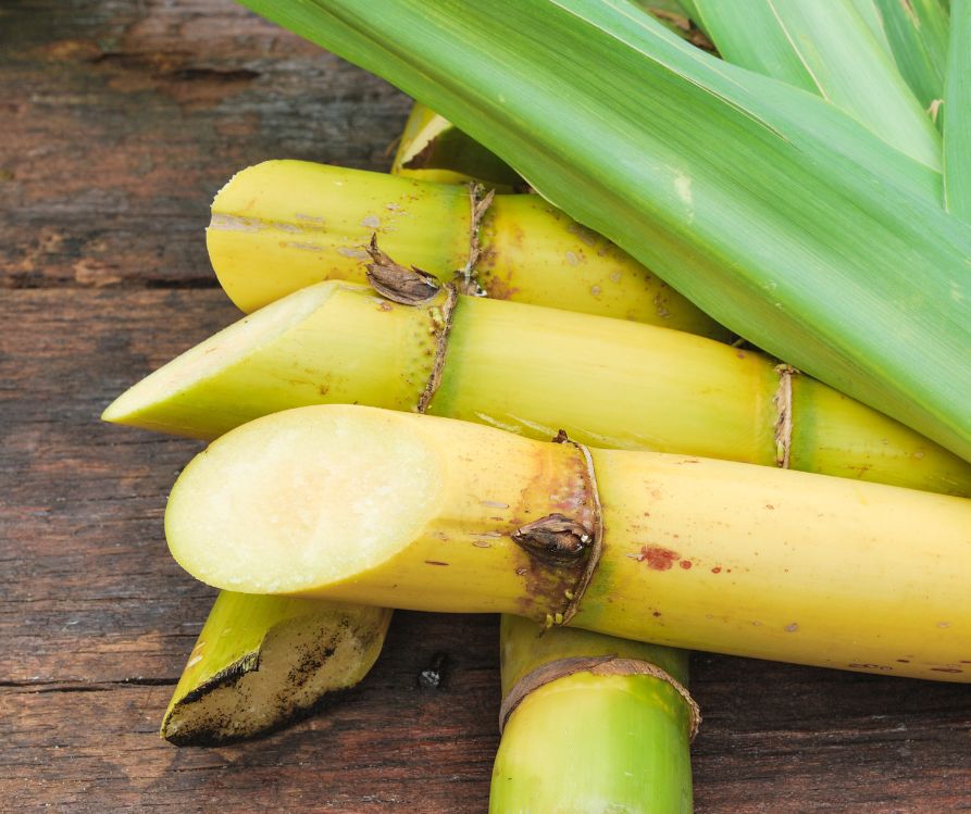 Freshly harvested cut sugarcane.