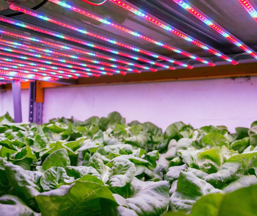 Lettuce plants growing under full spectrum lights.
