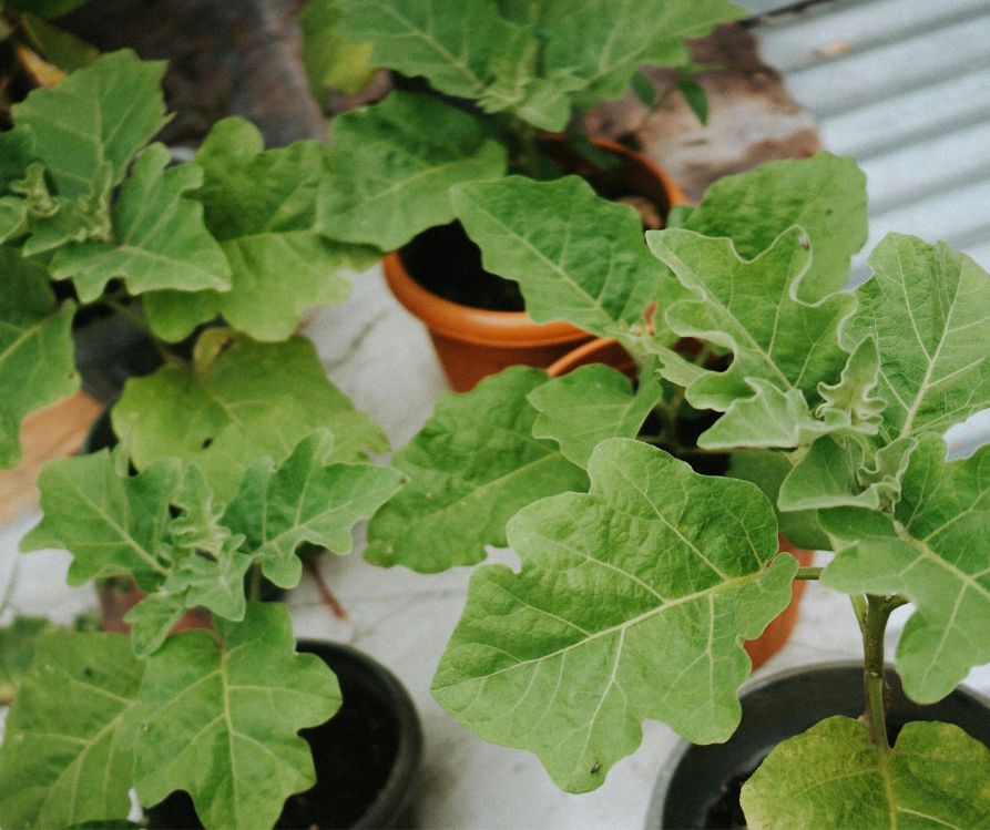 Eggplant starts growing in pots.