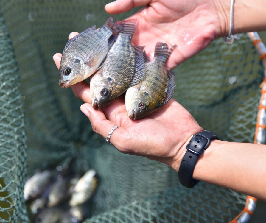 Young healthy tilapia fish held in a persons hand for inspection.