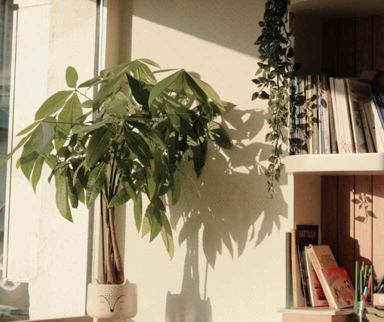 Cozy Indoor Reading Nook With Sunlight and Green Plant.