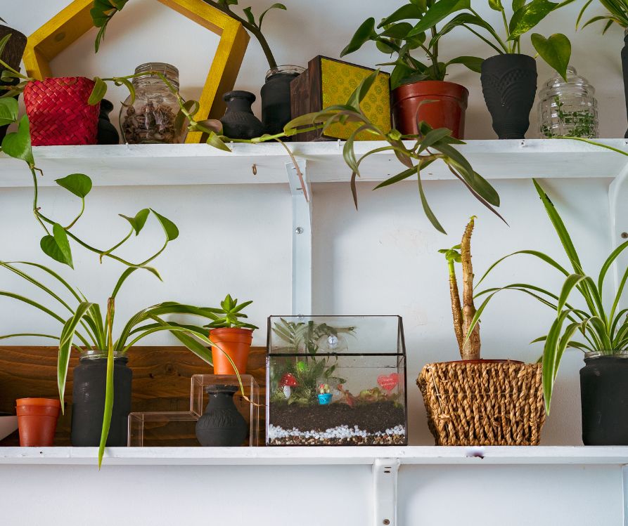 Floating shelves featuring small houseplants and art.