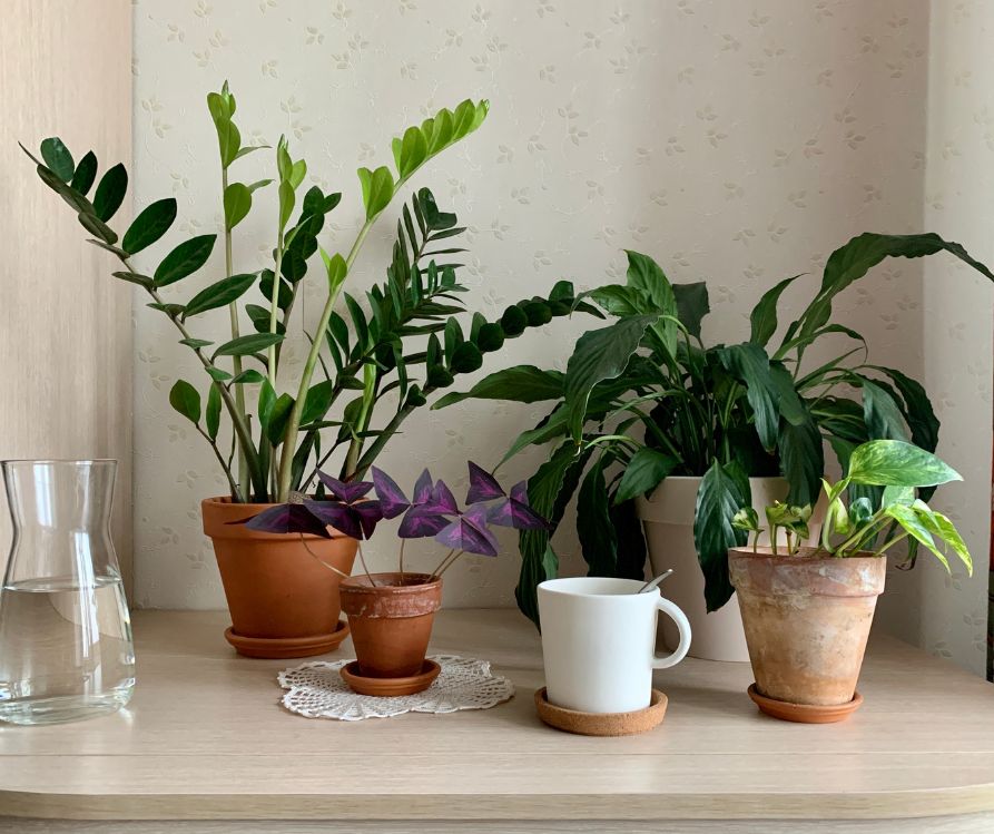 A collection of different types of indoor plants in pots on a table.