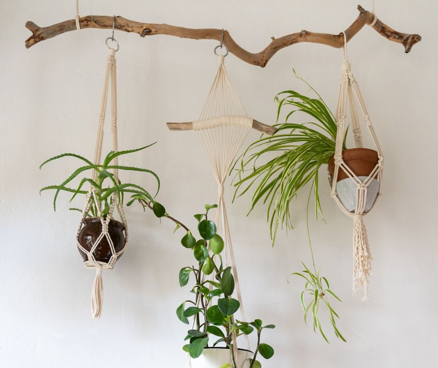Three small potted houseplants hanging from a branch in cloth hangers.