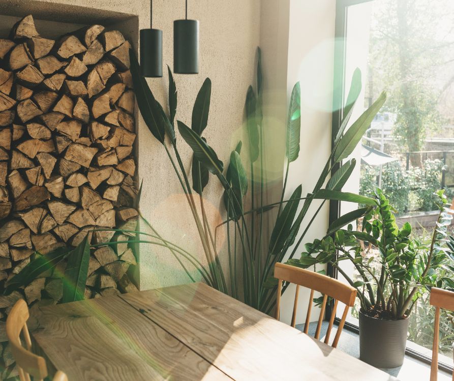 Indoor plants next to a large window.