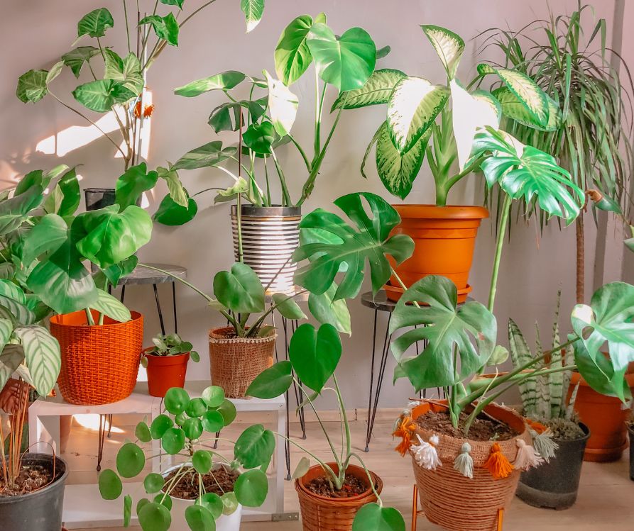 A grouping of many houseplants on plant stands in a bright room.