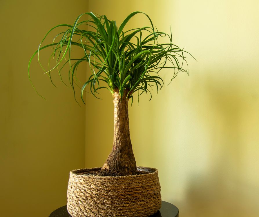 A pet safe Ponytail Palm plant growing in a basket on a table.