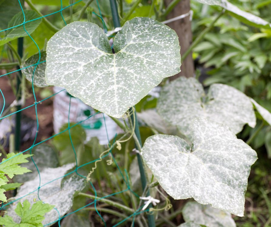 Powdery mildew on a cucumber plant.