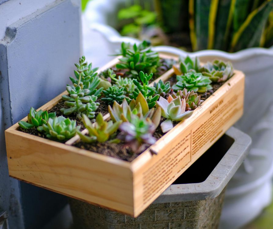 A wooden box used as a succulent grow box.