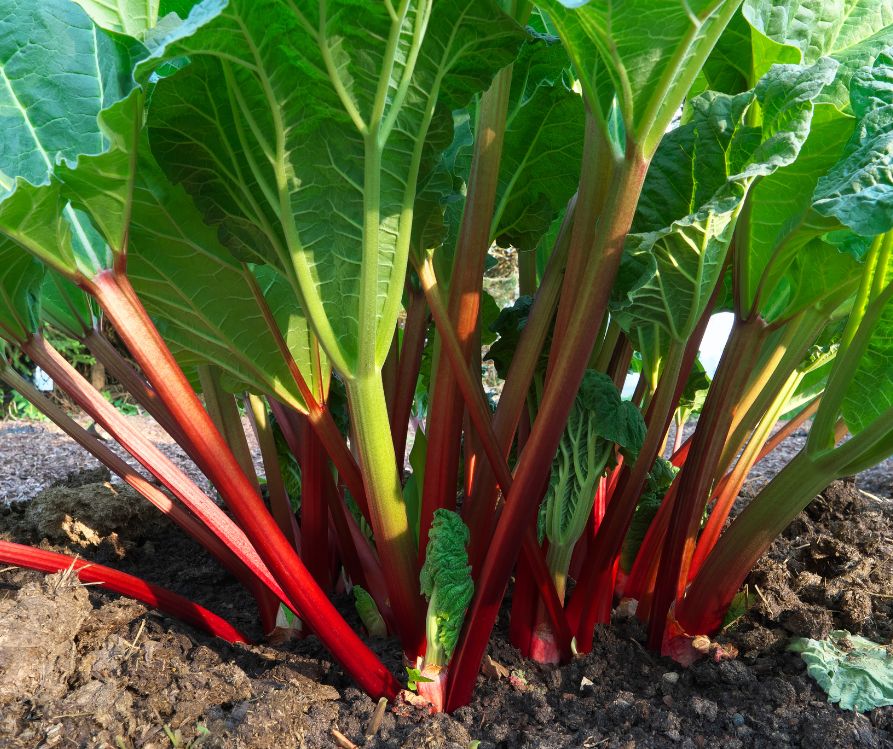 Red rhubarb stalks and green leaves in a backyard garden bed.