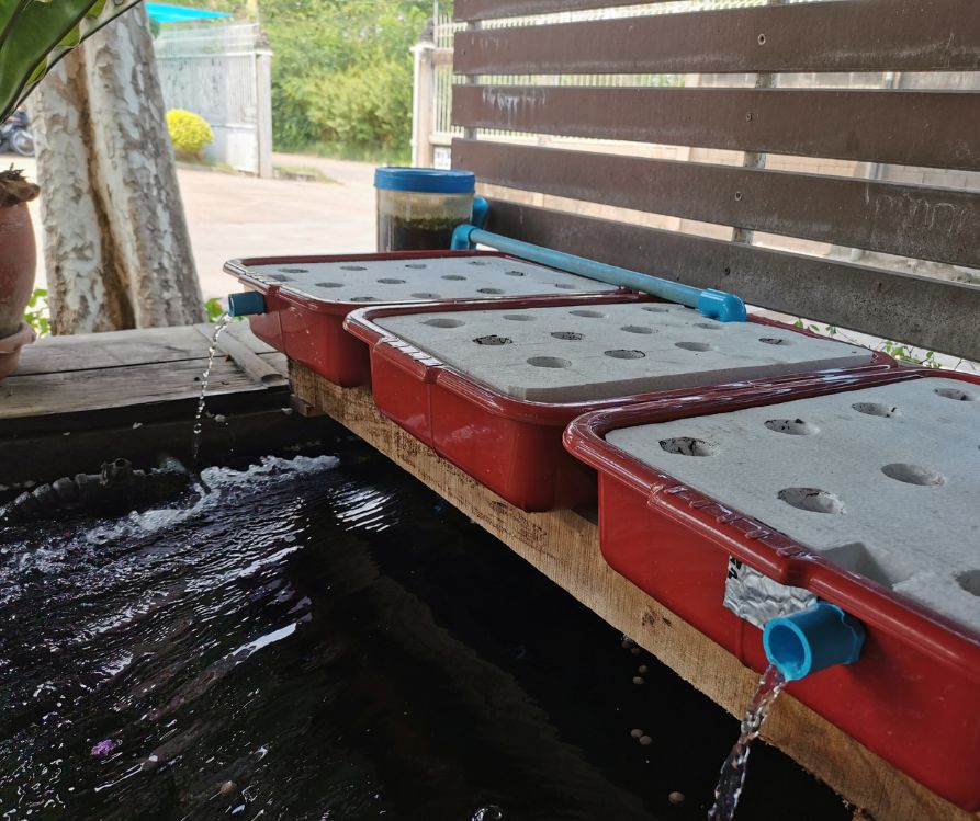 Small aquaponic system for vegetable growing. Three red grow beds over a fish tank.