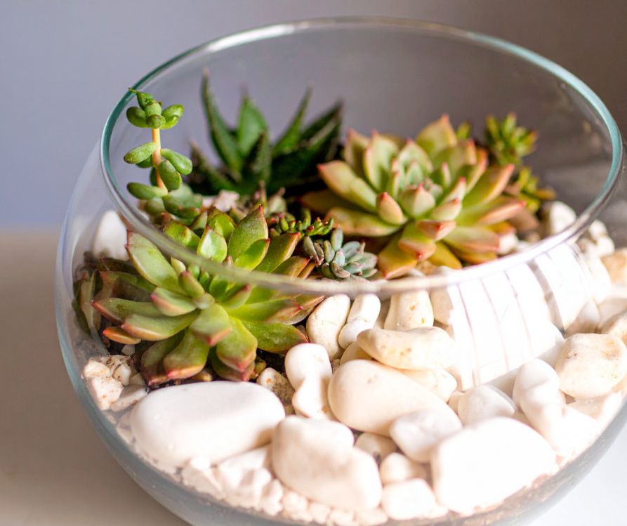 A glass terrarium of white rock and small bright succulents.