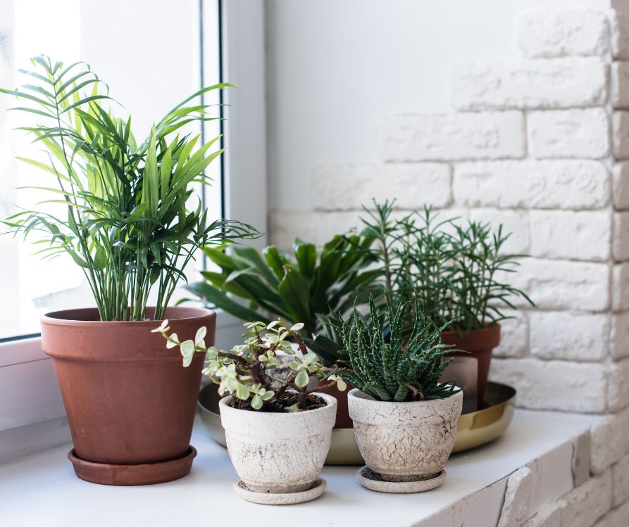 A grouping of healthy small houseplants on a bright windowsill.