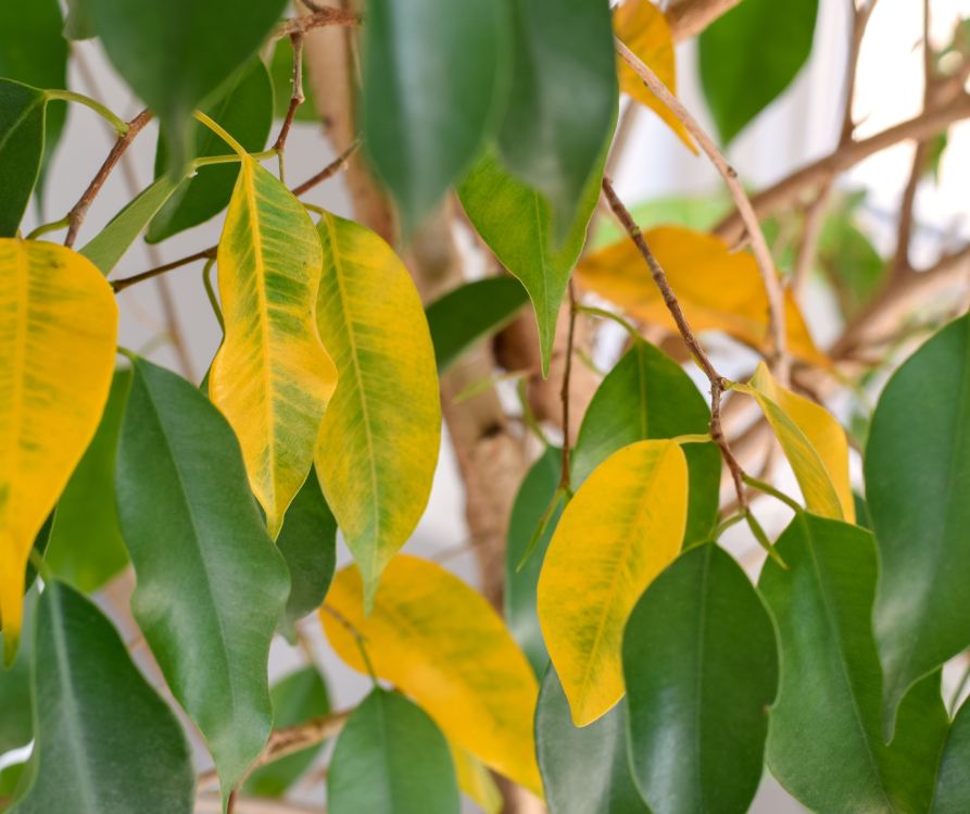 Yellowed leaves on Ficus Benjamina houseplant.