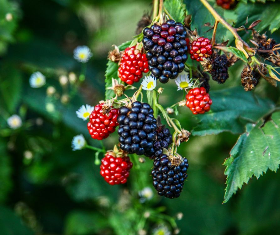 Blackberries ripening on the plant in a garden.
