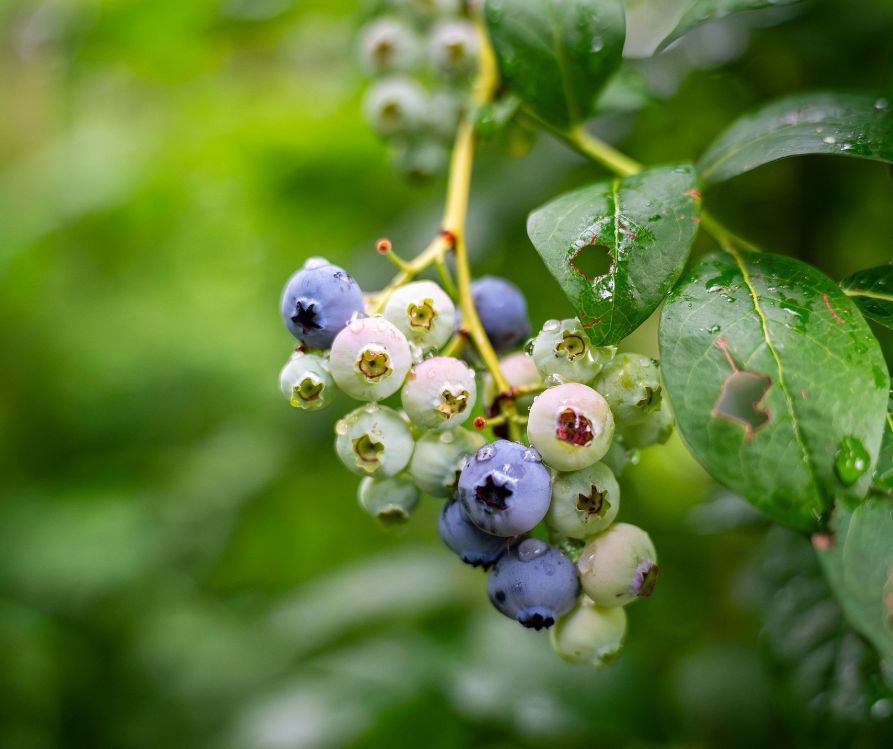 Blueberries as different stages of ripeness on the plants.
