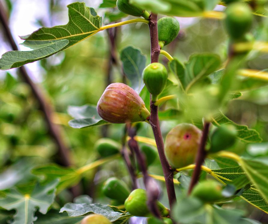 Backyard fig tree with lots of ripe and unripe figs on it.