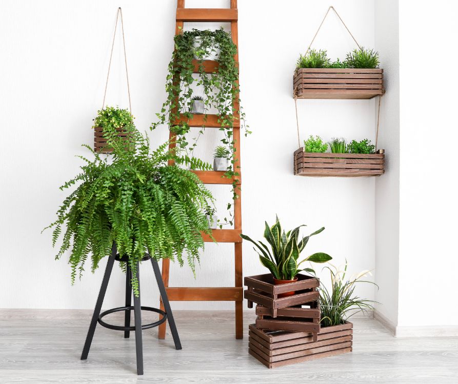 Healthy green indoor plants displayed on reclaimed wooden ladders and crates.