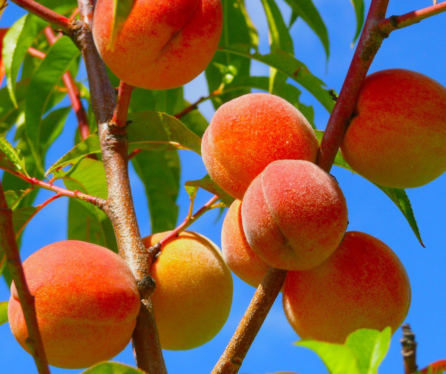 Ripe preaches basking in the sun on a tree.
