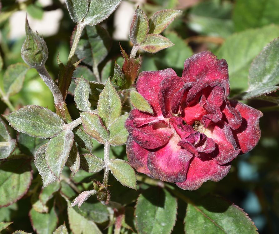 Powdery mildew fungus on a rose plant.