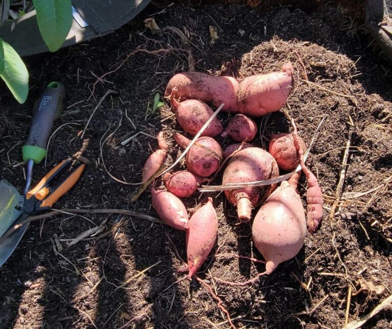 Freshly harvested red sweet potatoes sitting on top of the soil of a 100 gallon garden grow bag.