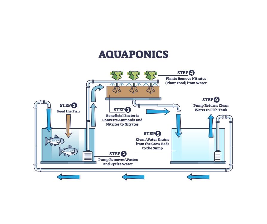 Aquaponics food production with plants and fish diagram. Environmental and nature friendly gardening and agriculture model vector illustration. 
