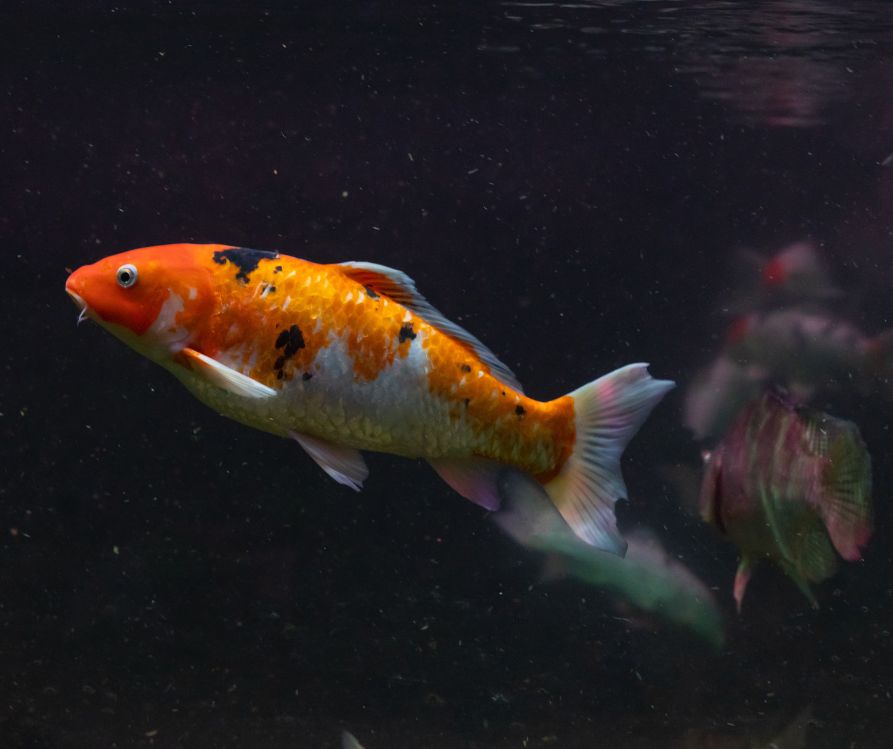 A beautiful white goldfish with orange and black spots under water.
