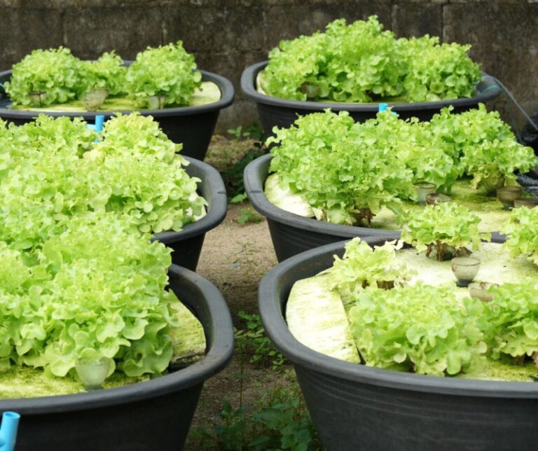 Fresh organic green oak lettuce culture in backyard aquaponic garden.