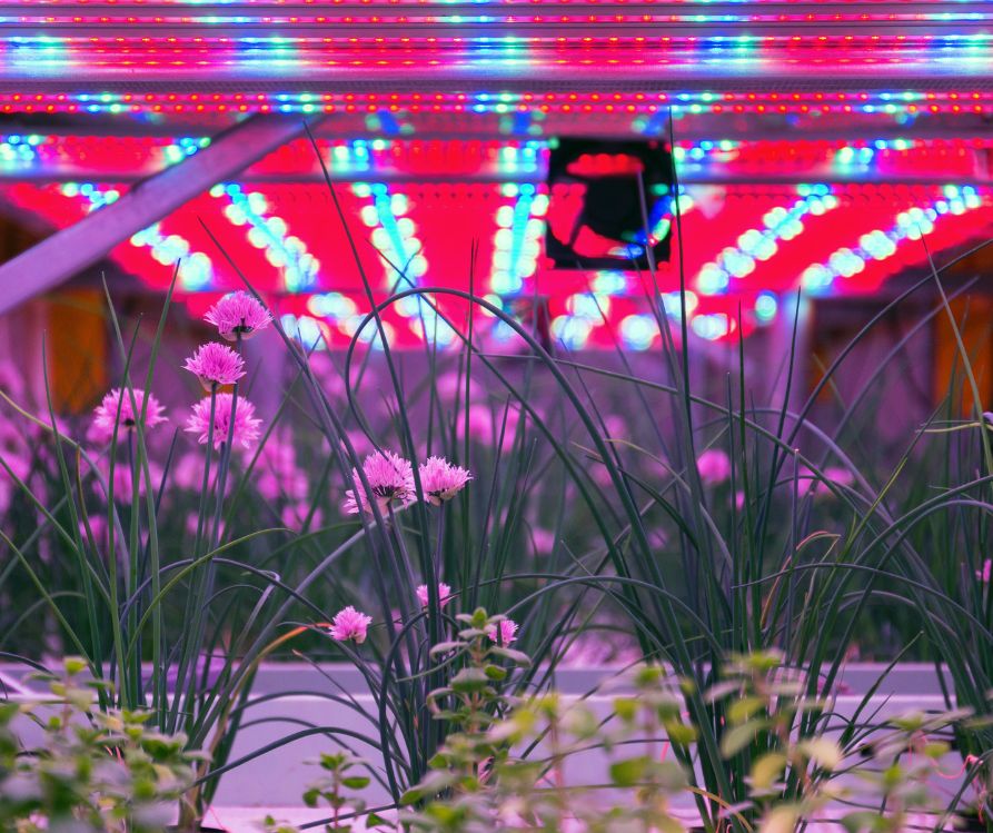 Chives in aquaponics system, combination of fish aquaculture with hydroponics, cultivating plants in water under artificial lighting, Allium schoenoprasum.
