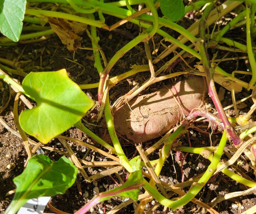 The top of a sweet potato peaking out of the soil through green vines.
