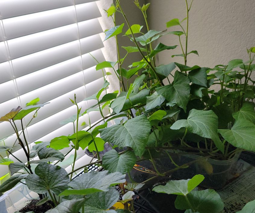 Containers of sweet potato plants growing next to a window.