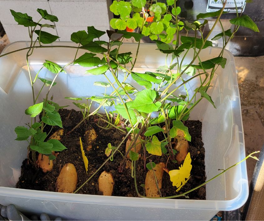 A bin with soil growing sweet potato slips for the garden.
