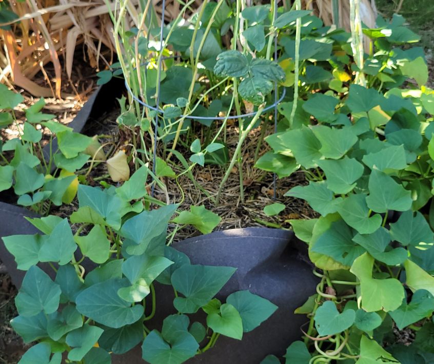 Lush healthy sweet potato vines growing out of a black 100 gallon garden grow bag.