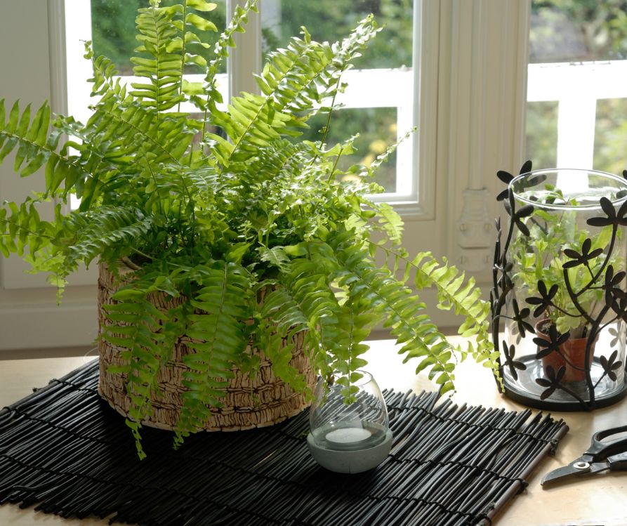 A light green fern in a pot on a table next to a window.