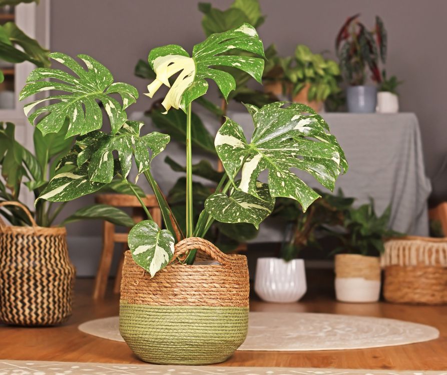 A group of green house plants on the floor next to the kitchen for watering day.