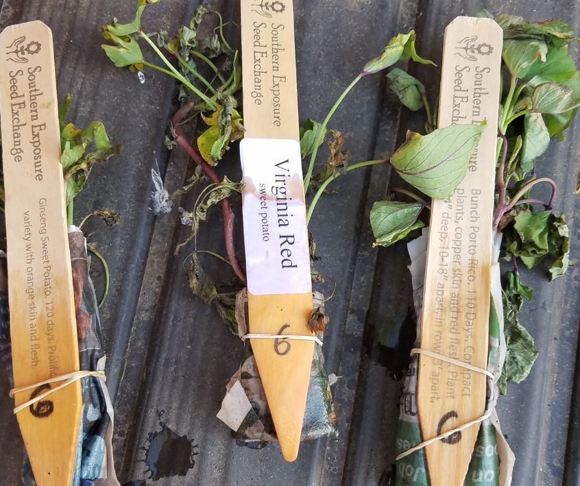 3 bundles of sweet potato slips purchased from a nursery including Virgina Red.
