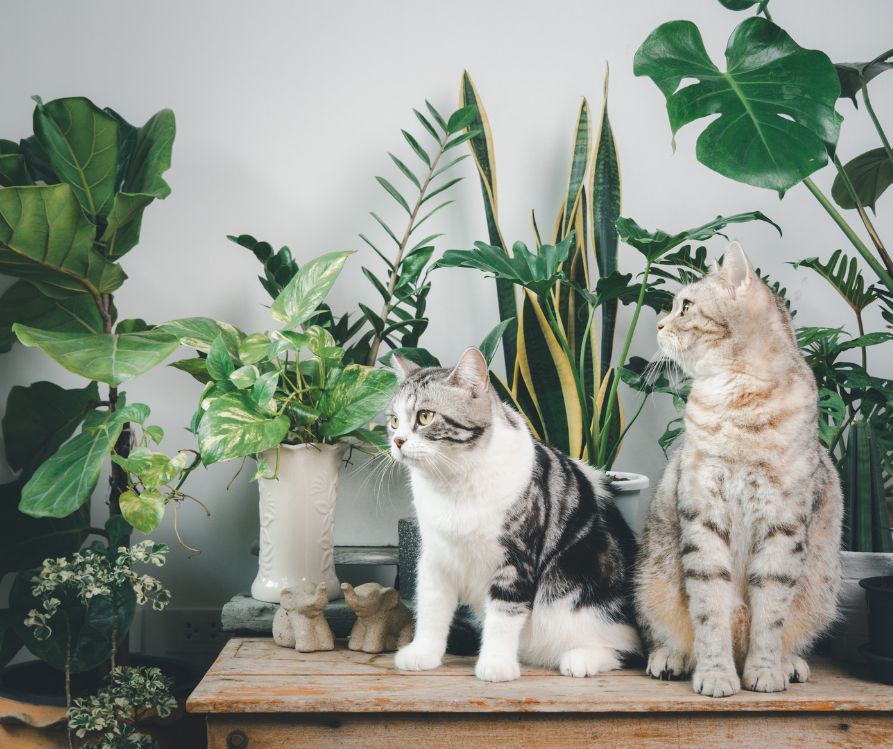 Two cat sitting on a table next to bright green house plants.