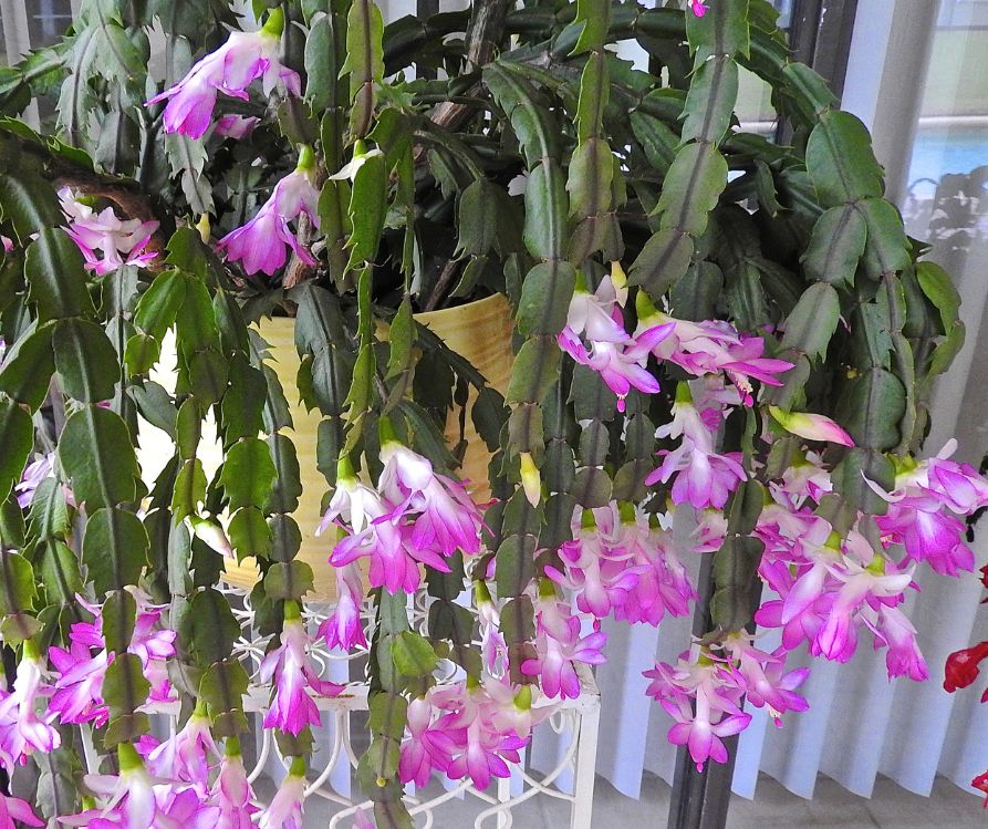 A large Christmas Cactus plant covered in purple and white flowers.