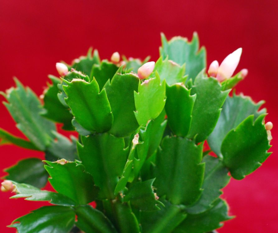 A small Christmas Cactus plant with pink flower buds beginning to form.