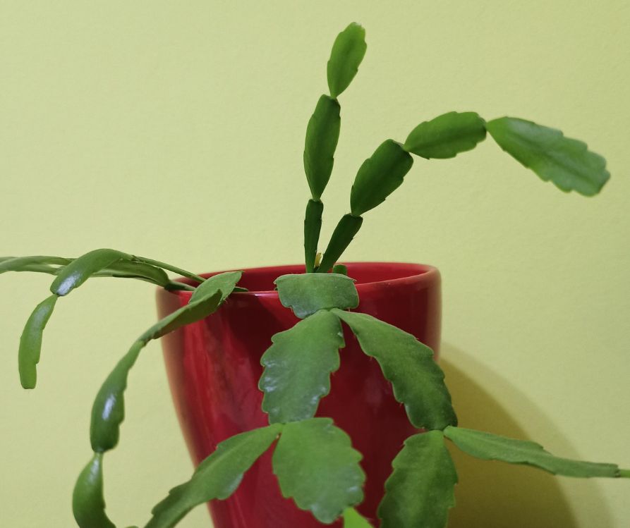 A young green Christmas cactus plant growing in a red pot on a counter top.