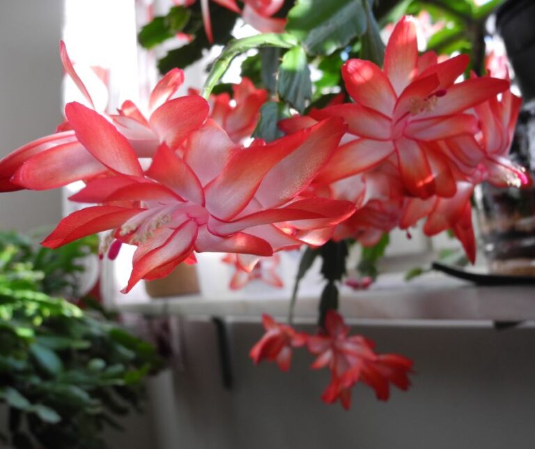 Christmas cactus red and white blooms hanging from a large plant on a windowsill.