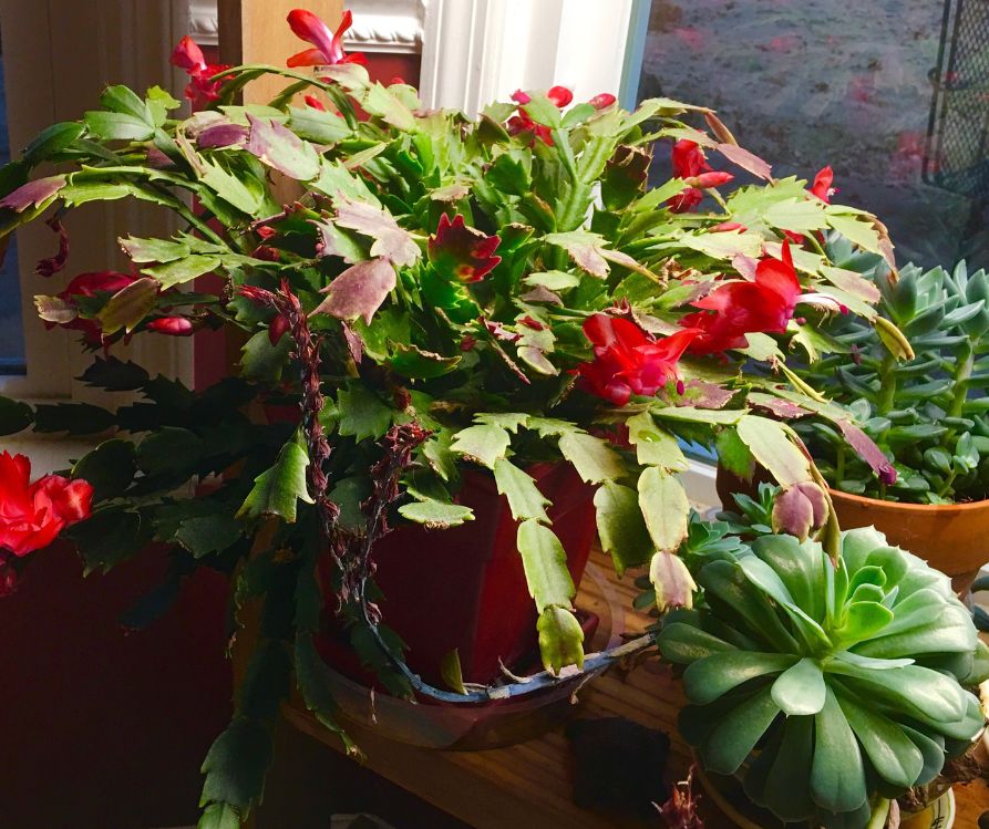 Christmas cactus with red flowers growing in a pot next succulents and a window.
