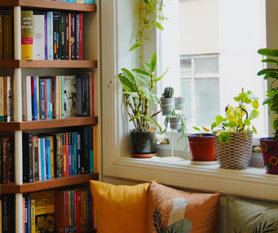 A comfortable couch next to plant lined window and book shelf.