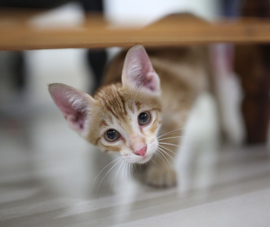 Gray kitten exploring under a table.