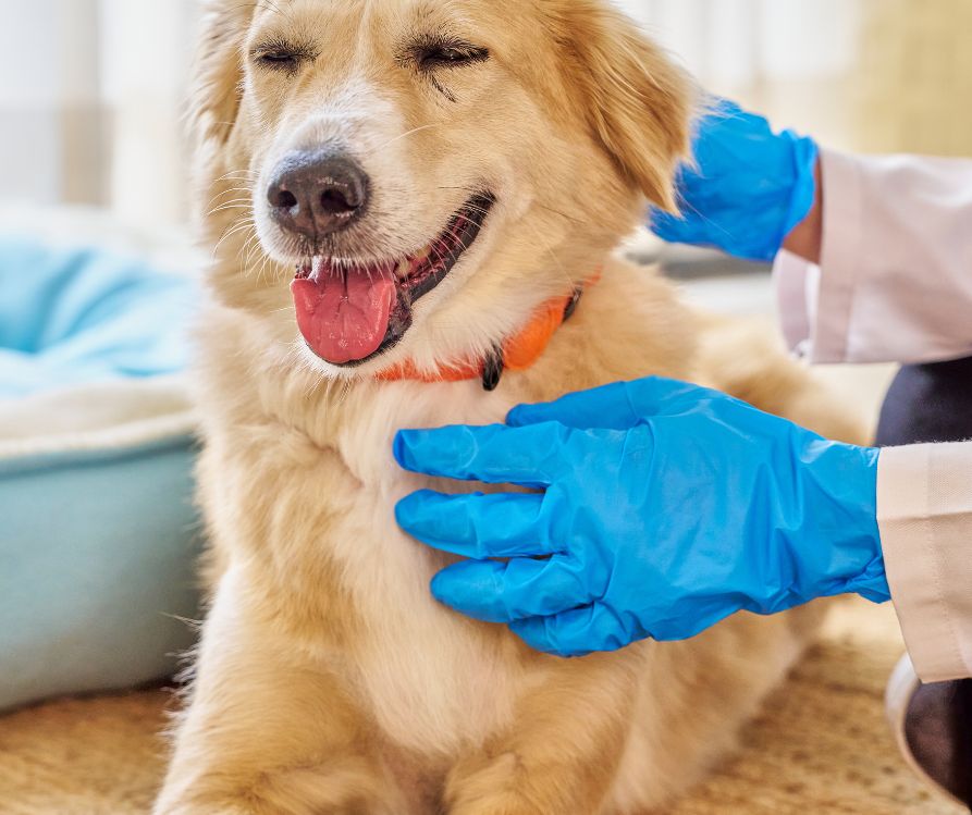 Hands of veterinarian gently examining injured pet dog.