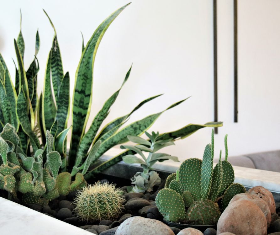 A narrow white indoor planter filled with cactus plants and succulents.