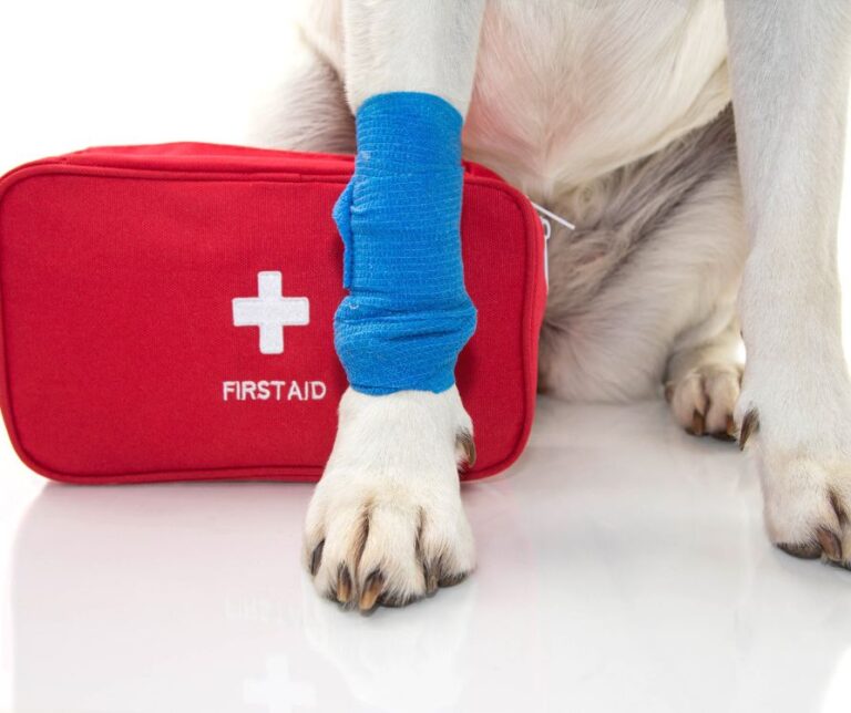 A white Labrador with a blue bandage or elastic band on foot and a red emergency or first aid kit.