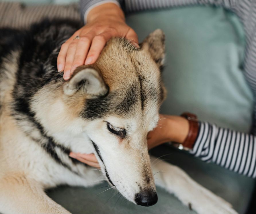 Person checking a tan, black and whit dog on a couch.