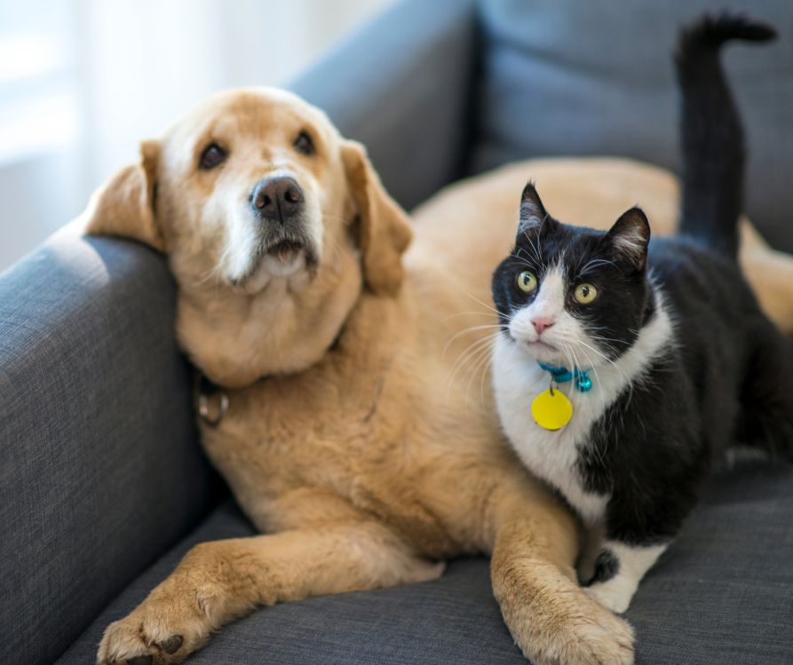 A tan dog and black and white cat lying together on a grey couch.